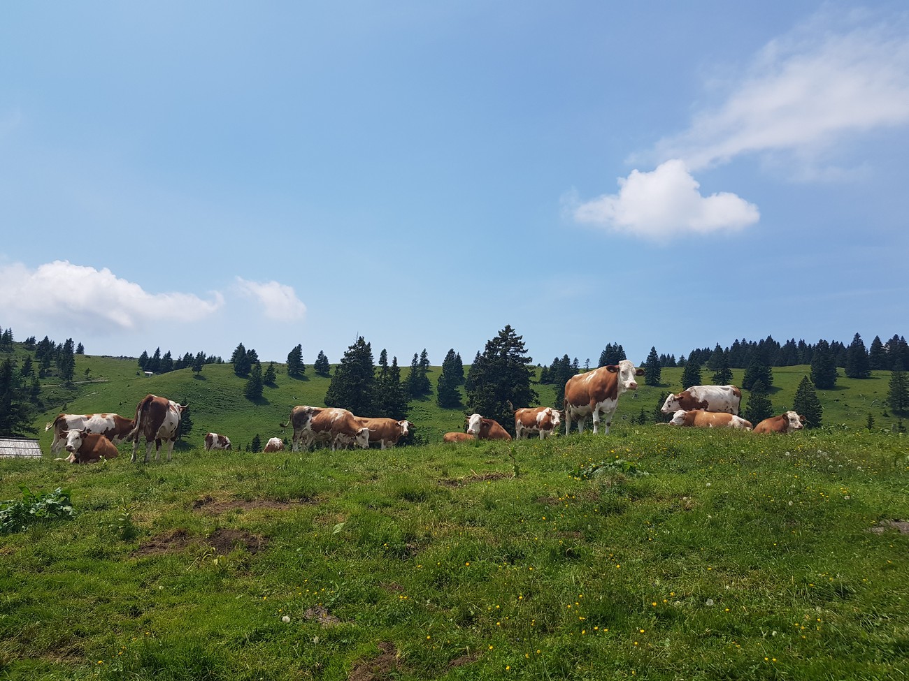 Krave na Gojški planini. Fotografija: Teja Breznik, 2022