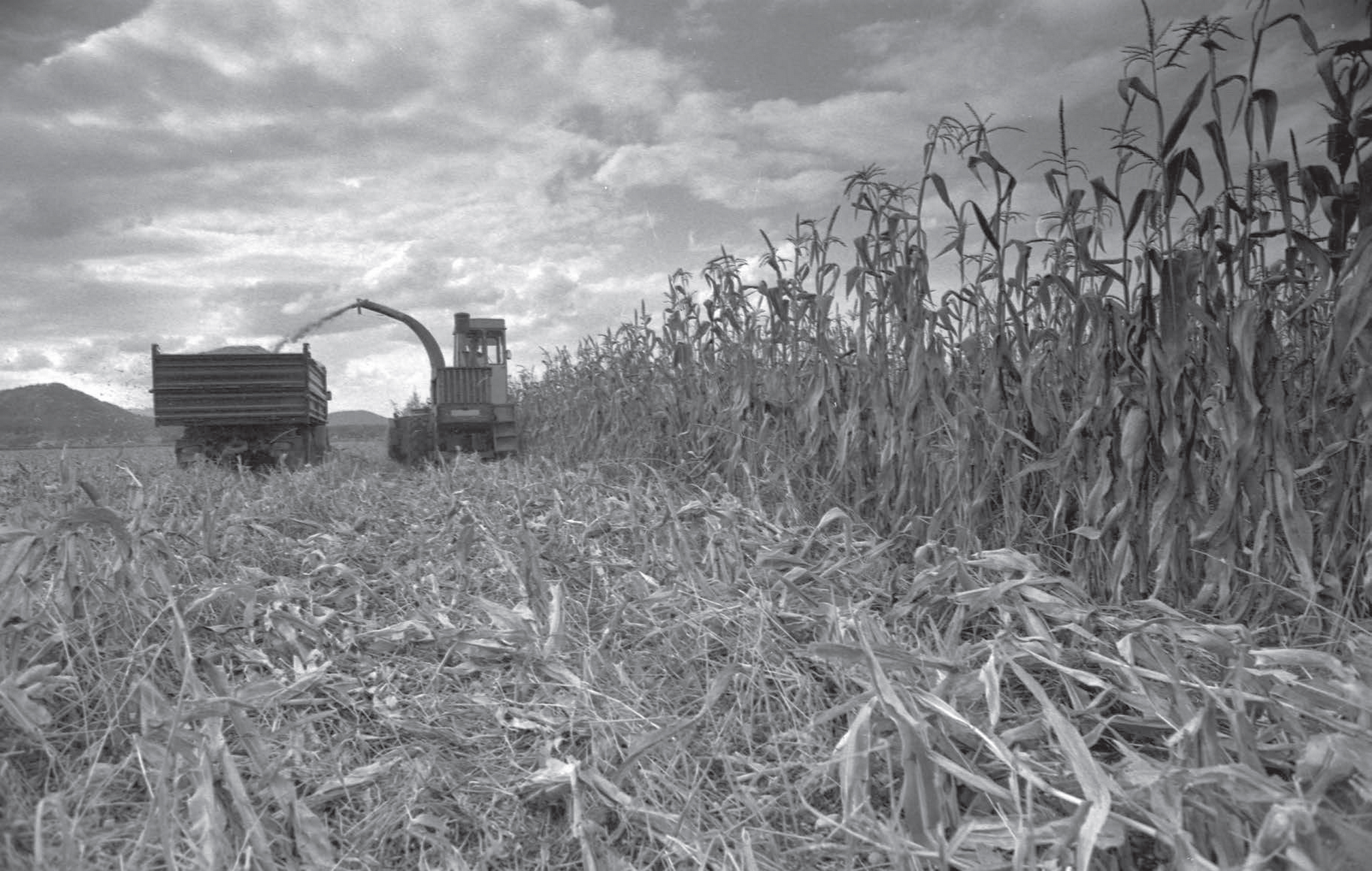 Agricultural snapshots−corn harvest, October 1981. Photo by Janez Pukšič,
                        preserved by the National Museum of Contemporary History of Slovenia
                        (NMCHS).